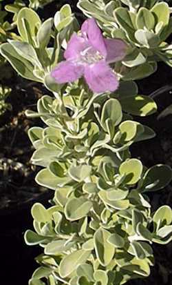 Green Cloud Texas Ranger(Leucophyllum frutescens 'Green Cloud')