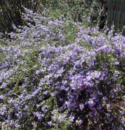 Chihuahuan Sage, Cenizo(Leucophyllum laevigatum)