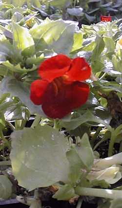 Monkey Flower(Mimulus Χ hybridus)