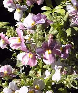 Compact Innocence(Nemesia fruticans)