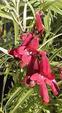 Border Penstemon, Garden penstemon(Penstemon gloxinioides)