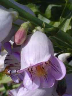 Parry's Penstemon(Penstemon parryi)