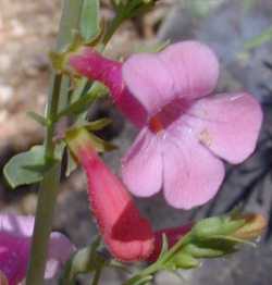 Rocky Mountain Penstemon, Porch Penstemon(Penstemon strictus)