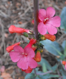 Superb Penstemon, Superb Beardtongue(Penstemon superbus)