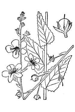 Moth Mullein(Verbascum blattaria)