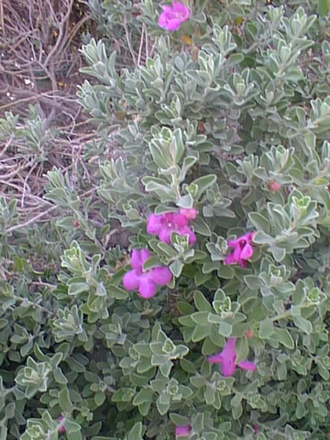 Leucophyllum zygophyllum , Cimmaron, Blue Ranger, Silverleaf