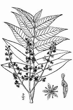 Tree of Heaven(Ailanthus altissima)