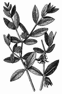 Jojoba, Goatnut(Simmondsia chinensis)
