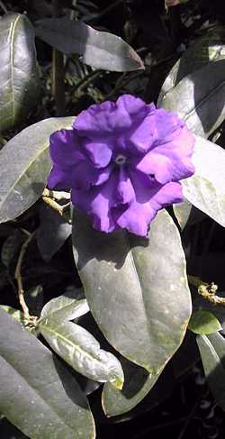 Yesterday Today and Tomorrow(Brunfelsia pauciflora var. calycina )