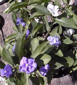 Yesterday Today and Tomorrow(Brunfelsia pauciflora var. calycina )