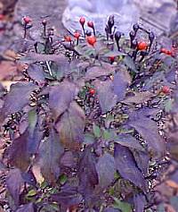 Pepper, Ornamental Pepper(Capsicum annuum)