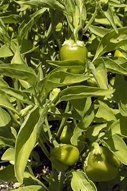 Pepper, Ornamental Pepper(Capsicum annuum)
