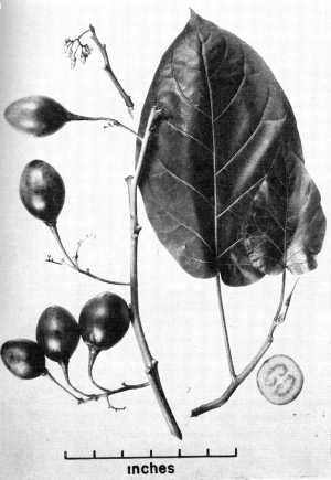 Tree Tomato, Tamarillo(Cyphomandra betacea)