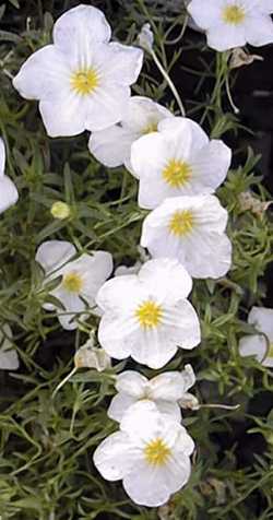 Cup Flower(Nierembergia hippomanica ssp. violacea )