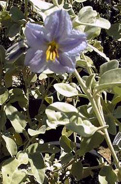 Blue Solanum Shrub(Solanum hindsianum)