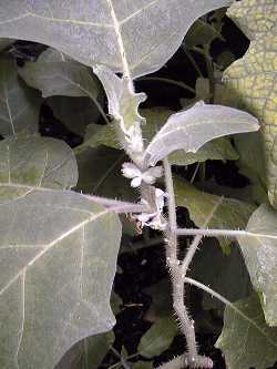 Naranjilla(Solanum sessiliflorum)