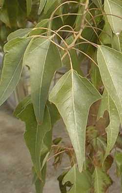 Bottle Tree, Lacebark Kurrajong(Brachychiton populneus)