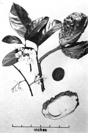 Cola Nut, Kola(Cola acuminata)