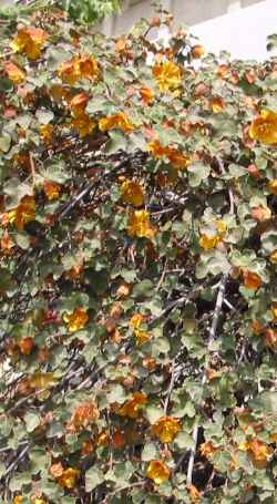 California Flannel Bush(Fremontodendron californicum)