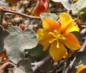 California Flannel Bush(Fremontodendron californicum)