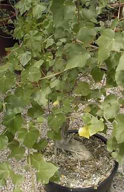 African Star Chestnut, Mopopaja Tree(Sterculia africana)