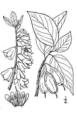 Carolina Silverbell, Snowdrop Tree(Halesia carolina)
