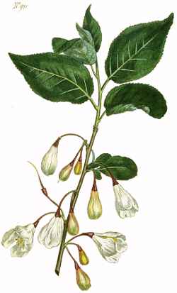 Mountain Silverbell(Halesia tetraptera var. monticola )
