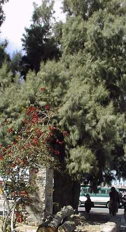 Tamarisk, Salt Cedar(Tamarix chinensis)