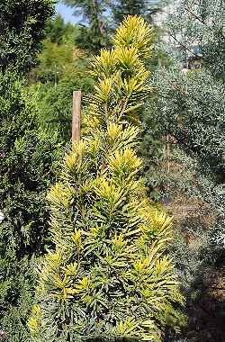 Common Yew, English Yew(Taxus baccata)