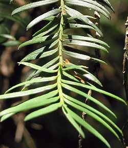 Common Yew, English Yew(Taxus baccata)