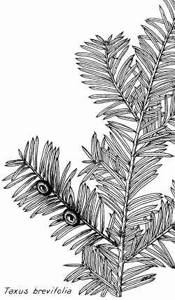 Western Yew, Oregon Yew(Taxus brevifolia)