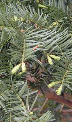 Japanese Yew(Taxus cuspidata)