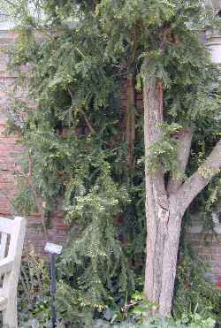 Japanese Yew(Taxus cuspidata)