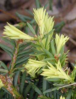 Japanese Yew(Taxus cuspidata)
