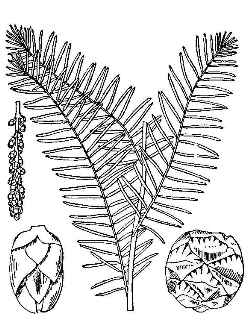 Bald Cypress(Taxodium distichum)