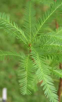 Bald Cypress(Taxodium distichum)