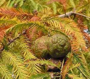 Bald Cypress(Taxodium distichum)