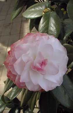Camellia 'Nuccio's Pearl'(Camellia japonica)