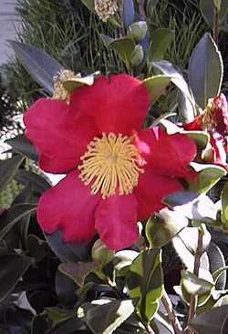 Christmas Camellia(Camellia sasanqua)