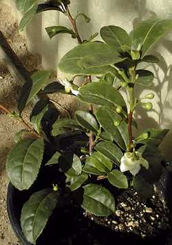 Tea(Camellia sinensis)