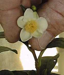 Tea(Camellia sinensis)