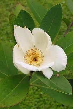 Loblolly-Bay(Gordonia lasianthus)