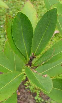 Loblolly-Bay(Gordonia lasianthus)