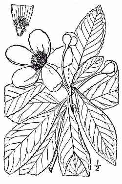 Loblolly-Bay(Gordonia lasianthus)