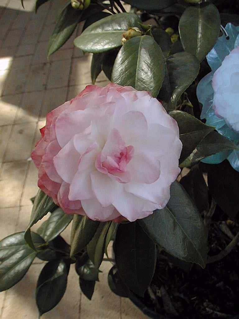 Camellia 'Nuccio's Pearl' (Camellia japonica)