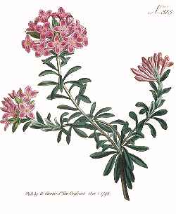 Garland Flower(Daphne cneorum)