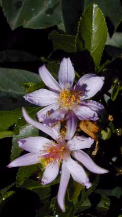 Lavender Star Flower(Grewia occidentalis)