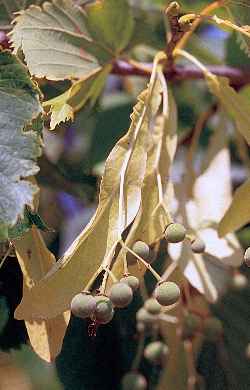 American Basswood(Tilia americana)