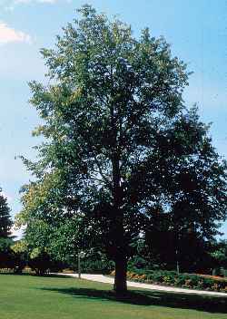 American Basswood(Tilia americana)