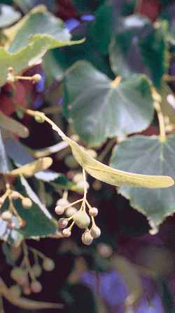 Littleleaf Linden, Small Leaved Lime(Tilia cordata)